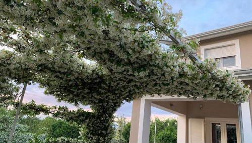 Ginger House - Foto 2