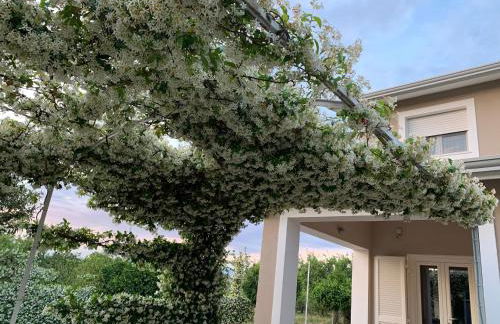 Ginger House - Foto 2