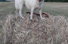 Żurawisko - Domki wśród natury - Foto 54