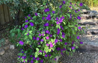 Les Amandiers - Foto 28