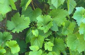 Schlossberg Apartments & Garten in der Natur & unweit vom "Thüringer Meer" - Foto 62