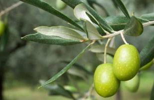 B&B Borgo San Antonio - Foto 22