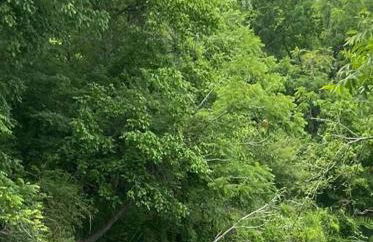 Cabin 2 - steps from the river! - Foto 6