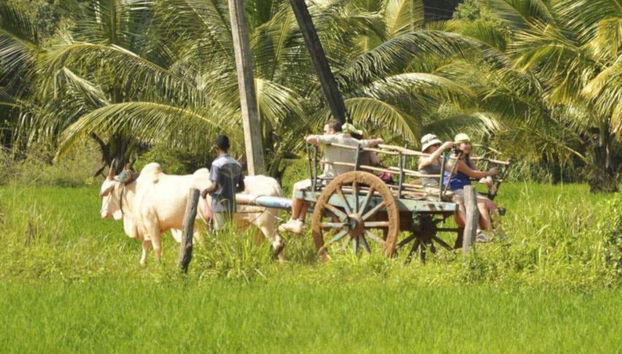 Passeando de carroça puxada por bois