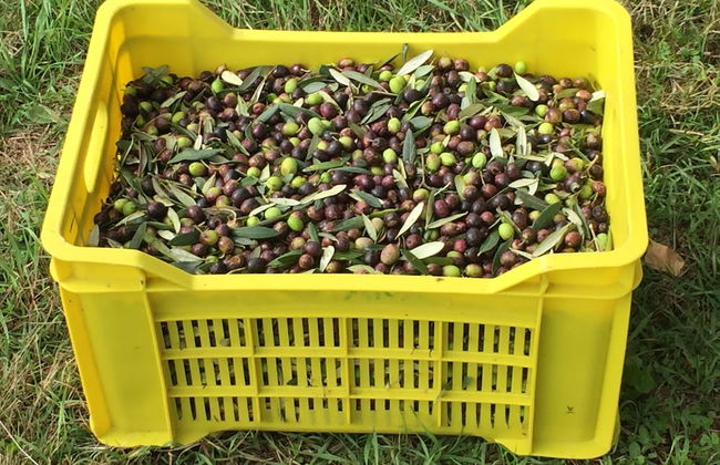 Agriturismo Podere Conte Ràcani - Foto 33