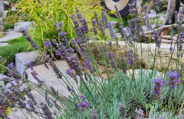 Ferienhaus Sinneswandel - Foto 19