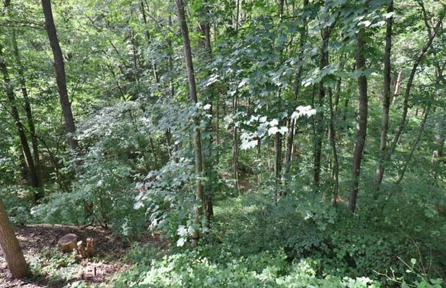 Rendeux Forest View Retreat - Photo 24