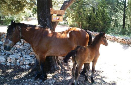 Villa Humac Hvar - Photo 75