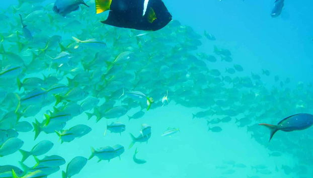 Découvrez les fonds marins colorés