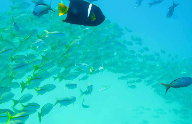 Baptême de plongée à Puerto Morelos - Photo 5