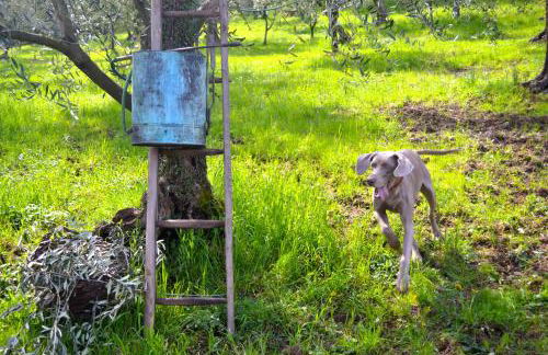 Monte A Pescia - Foto 11