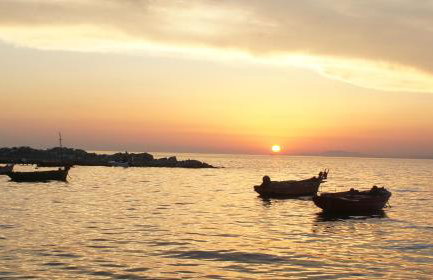 Patras Palm Tree - Foto 52