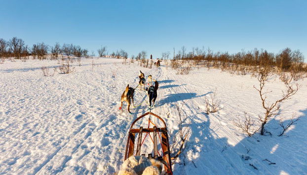 Levi's Ultimate 15km Husky Self-Driving Journey - Foto 4