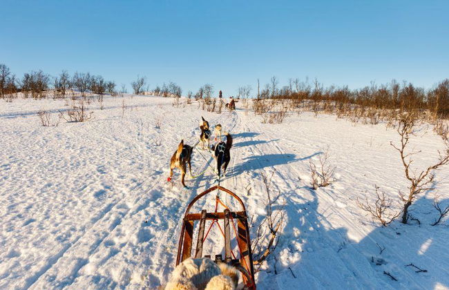 Levi's Ultimate 15km Husky Self-Driving Journey - Foto 4