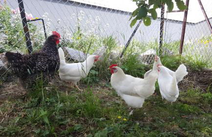 Ferienwohnung Pusteblume - Foto 17