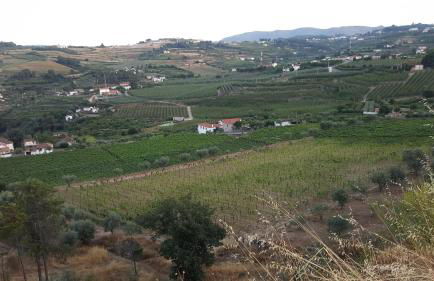 Quinta Do Acipreste (Antiga Quinta Da Torre) - Photo 12