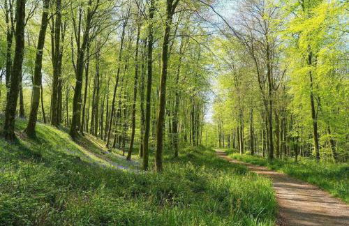 18th Century Thatched Cottage Parking & Garden - Foto 43