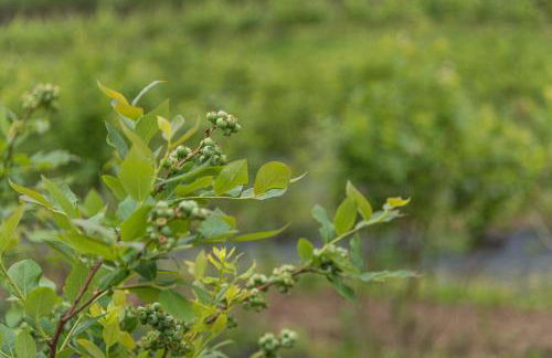 Quinta das Piramides - Foto 50