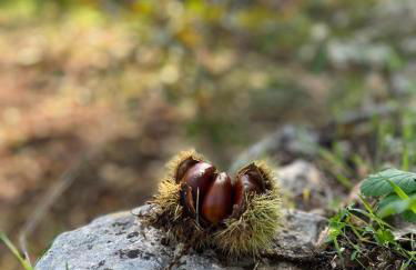 Il Trullo E Il Fortino - Foto 48