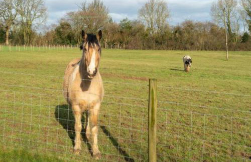 Tranquil Chilterns Farm Hideaway - Pass the Keys - Foto 18