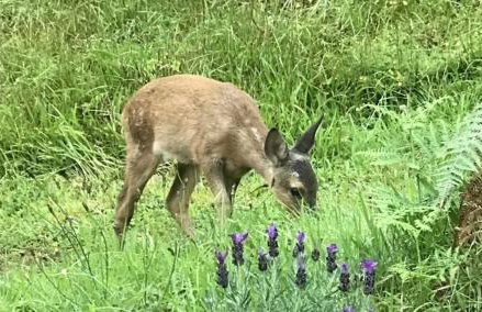 Down House - Photo 23