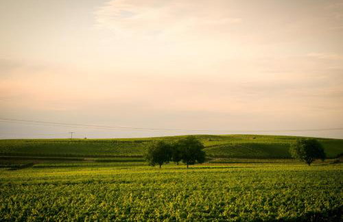 Ferienwohnen im Ziegelfeld - Foto 24