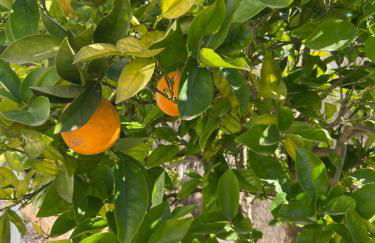 Jávea Villa entière piscine et cuisine d'été à pinosol - Foto 42