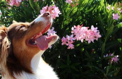 Agriturismo Villa Toscana - Foto 63