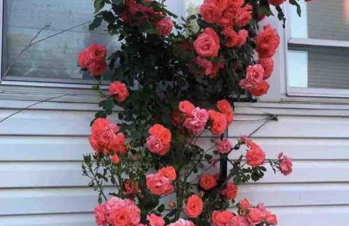 Cozy private room in downtown Flushing - Foto 7