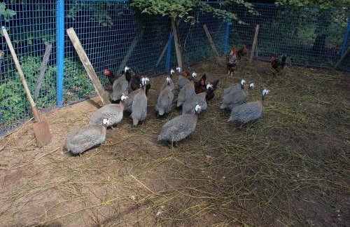 Apisoltysowka - Foto 12