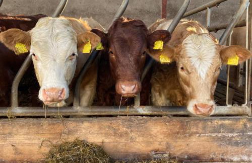 Betty's Farm Cottage - Foto 77