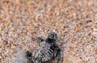 Sanibel 1104 - Foto 71