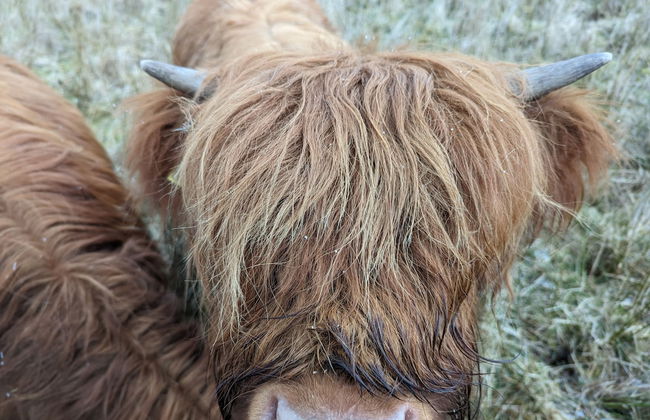 Cozy Cabin Retreat in Halkirk - Foto 16