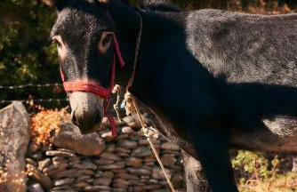 Oak Farm Traditional guesthouse - Foto 34