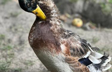 Pod Piekiełkiem - Foto 9