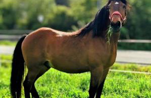 Haus am Mühlbach in Götzendorf - Foto 49