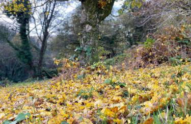 Where Families Reconnect And Dogs Truly Belong - Foto 38