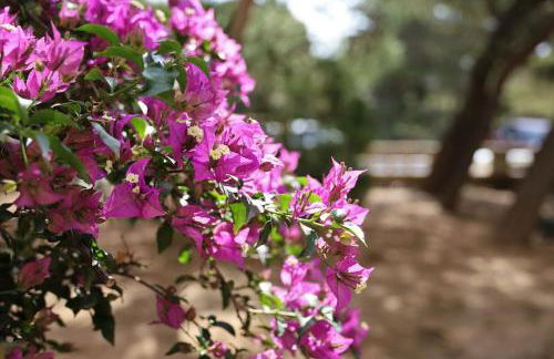 Το σπίτι δίπλα στη θάλασσα / The house by the sea - Foto 15