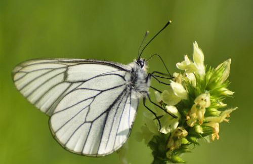 AGRITURISMO BORGO DAMOS - Foto 49