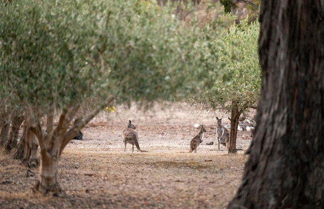 Merilli1885 - Private, Luxury Cottage - Foto 46