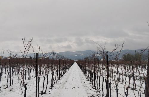 Agriturismo L'Albara - Wines, Pool & SPA - Foto 45