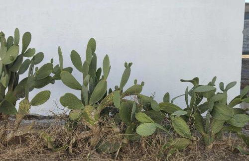 Masseria Delle Api - Foto 17