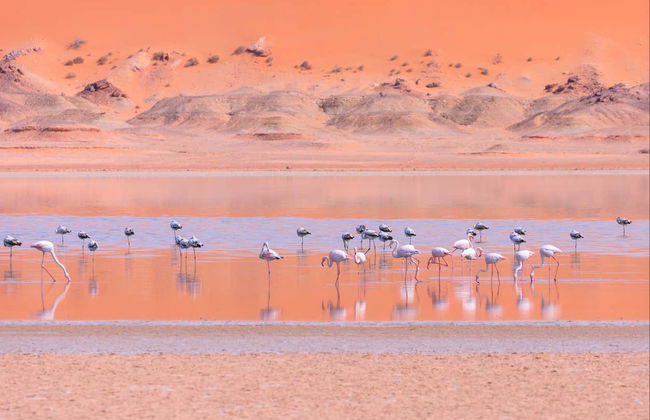 Dajli White Dune 4x4 Private Tour - Foto 6