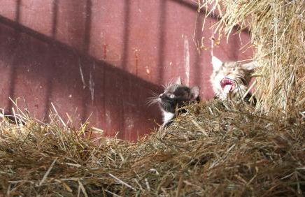 Ferienhof Henn - Foto 10