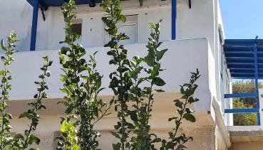 Molos Pine view - Photo 3, Garden