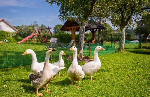 Bieszczadzki Krakowiak 575-894-584 lub 535-595-732 - Photo 53