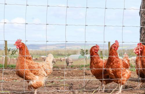 Molly's Cottage - Foto 33