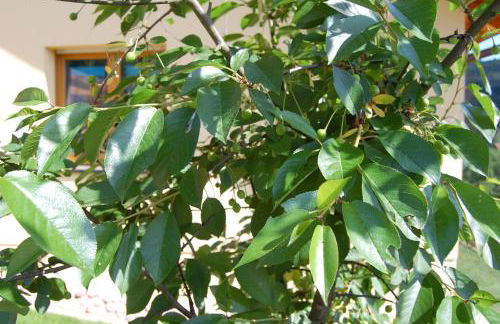 Ferienwohnung Grosso - Foto 67