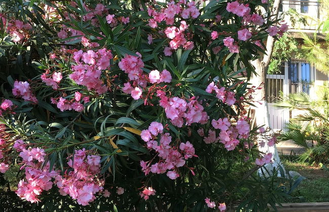 Villa Acacia - Foto 31