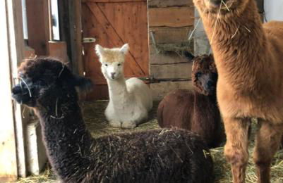 Alpaka Haus Sanssouci Tanne Oberharz - Foto 15